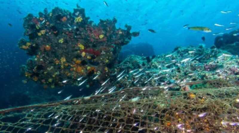 Unregulated Recreational Fishing is Fueling a Massacre of Our Marine Resources