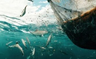 Unregulated Recreational Fishing is Fueling a Massacre of Our Marine Resources