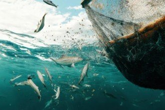 Unregulated Recreational Fishing is Fueling a Massacre of Our Marine Resources