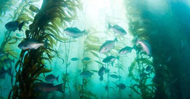 Seaweeds– A Billion-Dollar Resource Lying along the Coast