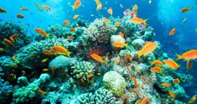 Pakistan Secures $3 Million GEF Funding to Boost Marine Biodiversity and Sustainable Fisheries