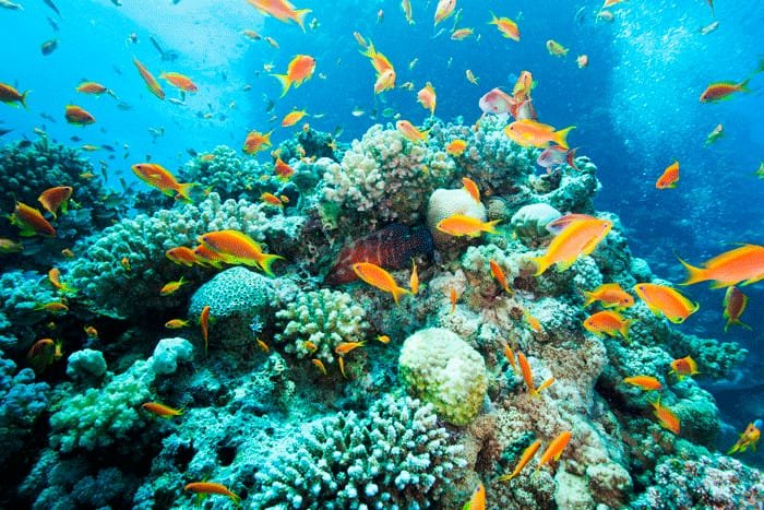 Pakistan Secures $3 Million GEF Funding to Boost Marine Biodiversity and Sustainable Fisheries