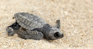 Chevron, Partners Return Olive Ridley Turtle Hatchlings to the Sea after Batangas Cleanup