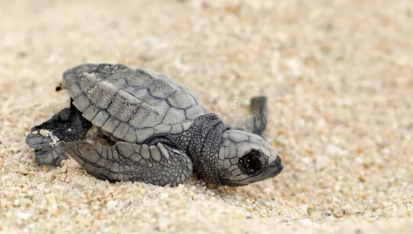 Chevron, Partners Return Olive Ridley Turtle Hatchlings to the Sea after Batangas Cleanup