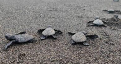 Chevron, Partners Return Olive Ridley Turtle Hatchlings to the Sea after Batangas Cleanup