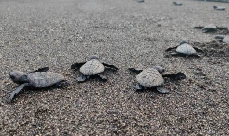 Chevron, Partners Return Olive Ridley Turtle Hatchlings to the Sea after Batangas Cleanup