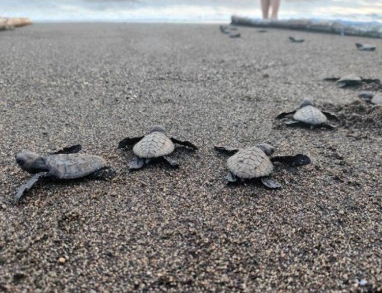 Chevron, Partners Return Olive Ridley Turtle Hatchlings to the Sea after Batangas Cleanup