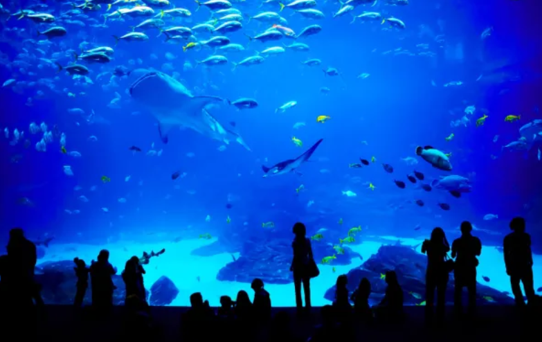 Junaid Anwar Chaudhry Urges Inclusion of Ocean Awareness in National Education Curriculum