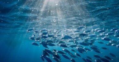 Ocean Warming Linked to Nearly 20% Annual Fish Biomass Decline, Global Study Finds