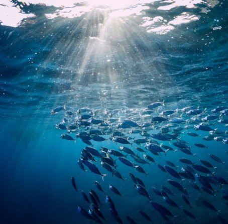 Ocean Warming Linked to Nearly 20% Annual Fish Biomass Decline, Global Study Finds