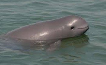 China’s Yangtze River Fishing Ban Sparks Comeback of Endangered Finless Porpoises