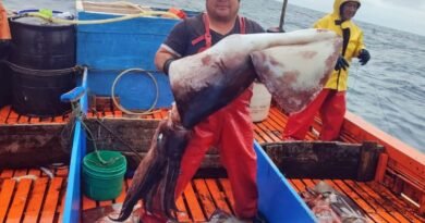 South Pacific Squid Fishery Faces Stricter Oversight as Regulators Act to Protect Jumbo Flying Squid Stocks