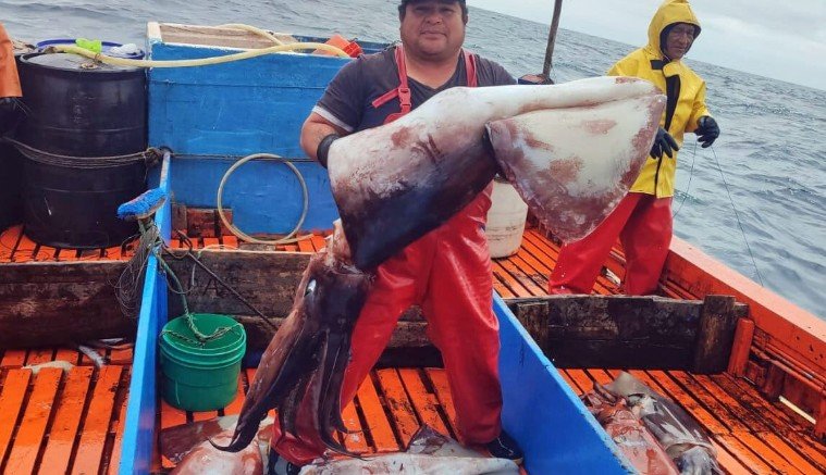 South Pacific Squid Fishery Faces Stricter Oversight as Regulators Act to Protect Jumbo Flying Squid Stocks