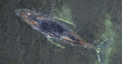 Stranded Humpback Whale Crisis in Baltic Sea Raises Marine Conservation Concerns in Germany