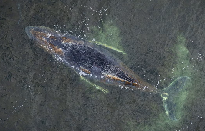 Stranded Humpback Whale Crisis in Baltic Sea Raises Marine Conservation Concerns in Germany