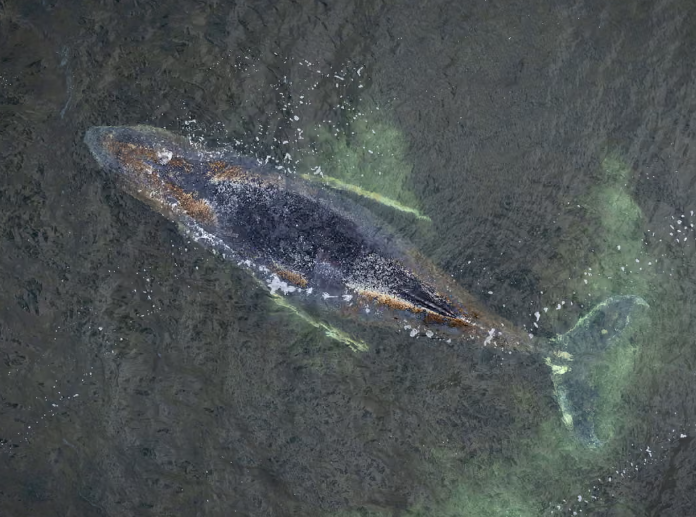 Stranded Humpback Whale Crisis in Baltic Sea Raises Marine Conservation Concerns in Germany