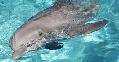 North Sea Cetacean Protection Crisis 2026: Whale and Dolphin Conservation Under Threat from Shipping Noise, Fishing Impact, and Weak Marine Policies