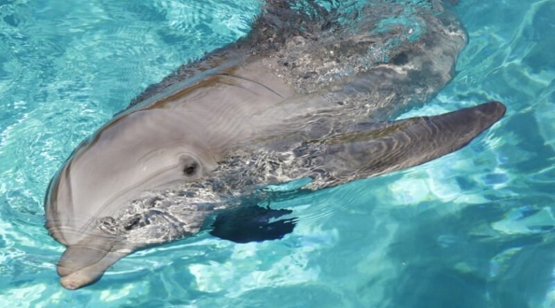 North Sea Cetacean Protection Crisis 2026: Whale and Dolphin Conservation Under Threat from Shipping Noise, Fishing Impact, and Weak Marine Policies