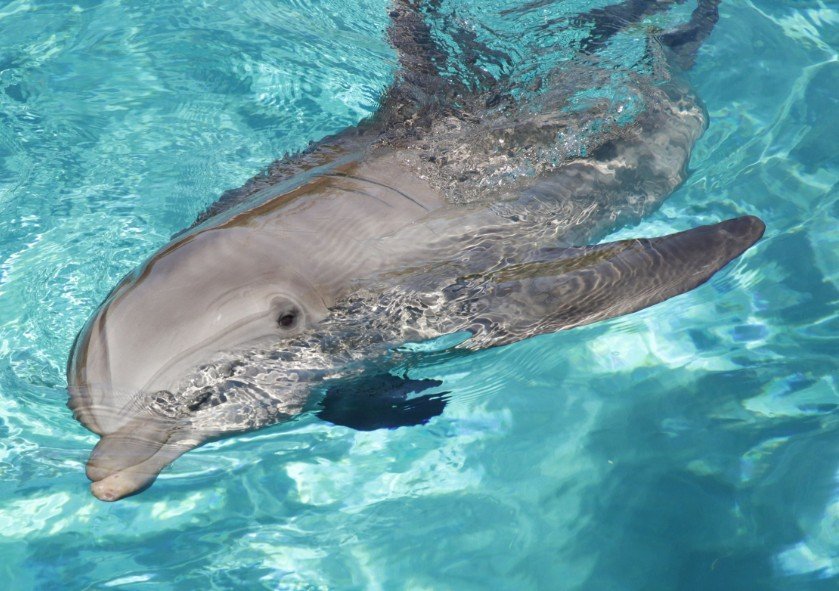 North Sea Cetacean Protection Crisis 2026: Whale and Dolphin Conservation Under Threat from Shipping Noise, Fishing Impact, and Weak Marine Policies