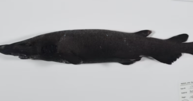Deep-Sea Breakthrough: Scientists Discover 117+ New Marine Species in Coral Sea Expedition