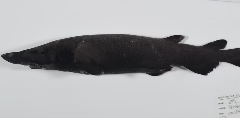 Deep-Sea Breakthrough: Scientists Discover 117+ New Marine Species in Coral Sea Expedition