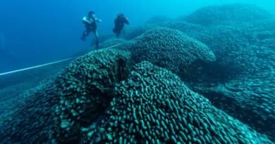 Giant 2,000-Year-Old Coral Discovered in Mariana Islands Could Redefine Climate Resilience in Ocean Reefs