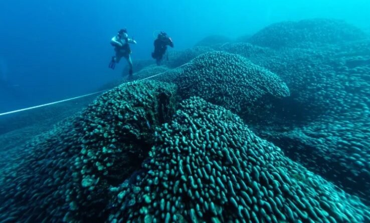 Giant 2,000-Year-Old Coral Discovered in Mariana Islands Could Redefine Climate Resilience in Ocean Reefs