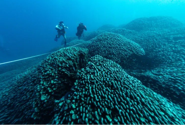 Giant 2,000-Year-Old Coral Discovered in Mariana Islands Could Redefine Climate Resilience in Ocean Reefs