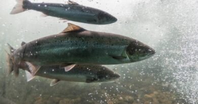Cocaine Pollution in Rivers Disrupts Salmon Behavior: Emerging Threat to Aquatic Biodiversity and Wastewater Management