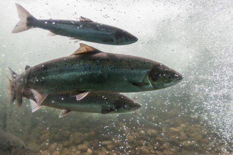 Cocaine Pollution in Rivers Disrupts Salmon Behavior: Emerging Threat to Aquatic Biodiversity and Wastewater Management