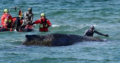 Stranded Whale Rescue Germany: “Timmy” Humpback Whale Escapes Baltic Sandbank, Gets Trapped Again in Dramatic Maritime Rescue Effort