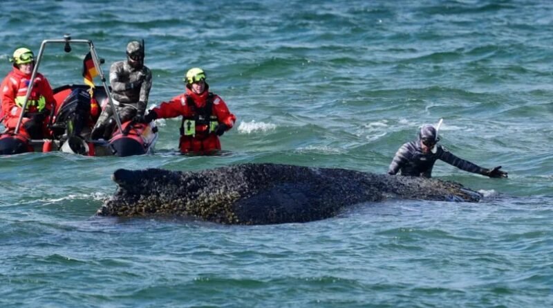 Stranded Whale Rescue Germany: “Timmy” Humpback Whale Escapes Baltic Sandbank, Gets Trapped Again in Dramatic Maritime Rescue Effort