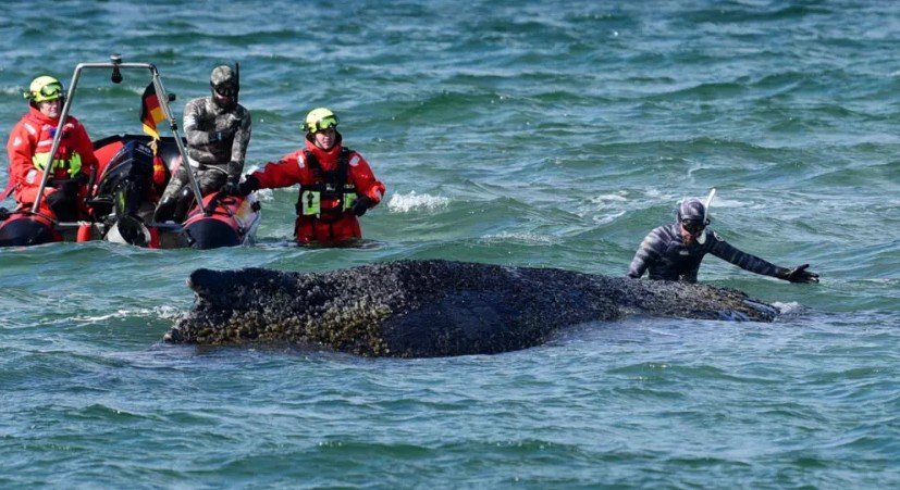 Stranded Whale Rescue Germany: “Timmy” Humpback Whale Escapes Baltic Sandbank, Gets Trapped Again in Dramatic Maritime Rescue Effort