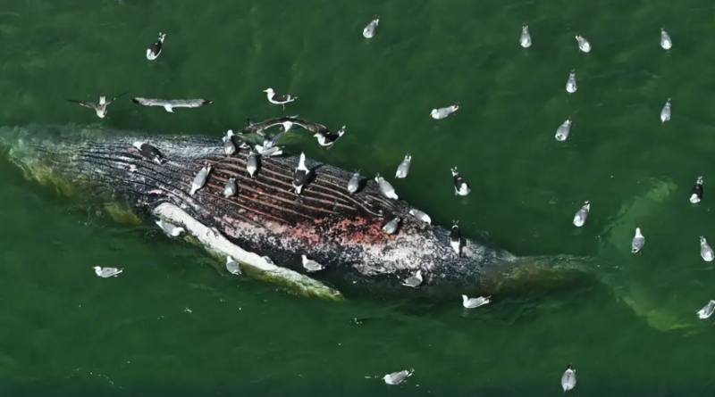 Humpback Whale ‘Timmy’ Brought Ashore in Denmark after Months-Long Baltic Sea Rescue Effort