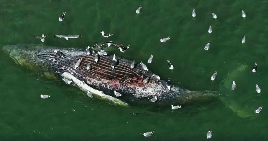 Humpback Whale ‘Timmy’ Brought Ashore in Denmark after Months-Long Baltic Sea Rescue Effort