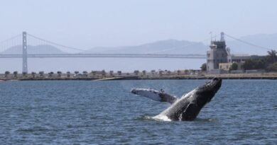 Save Willy Act: California Bill Targets Whale Protection and Maritime Safety in San Francisco Bay