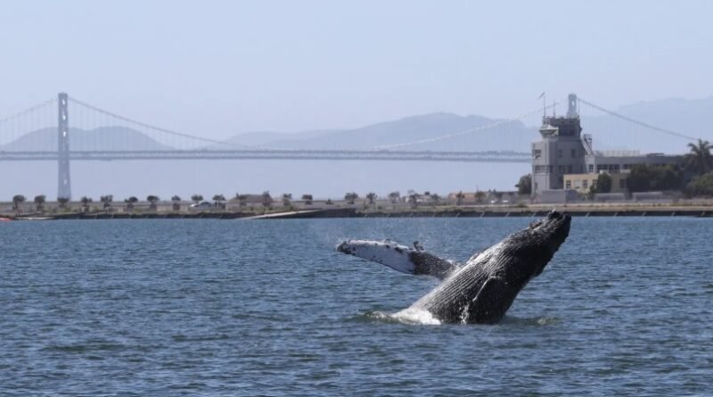 Save Willy Act: California Bill Targets Whale Protection and Maritime Safety in San Francisco Bay
