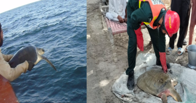 Rare Freshwater Turtle Rescued in Indus Basin as Pakistan Strengthens Wildlife Emergency Response Capacity
