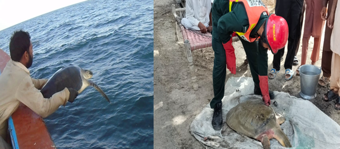 Rare Freshwater Turtle Rescued in Indus Basin as Pakistan Strengthens Wildlife Emergency Response Capacity