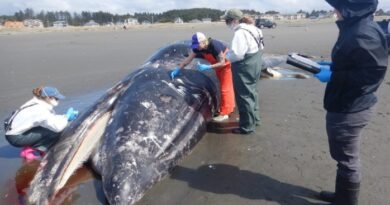 Malnourished Gray Whales in Eastern North Pacific Face Serious Decline as Strandings Surge on U.S. West Coast