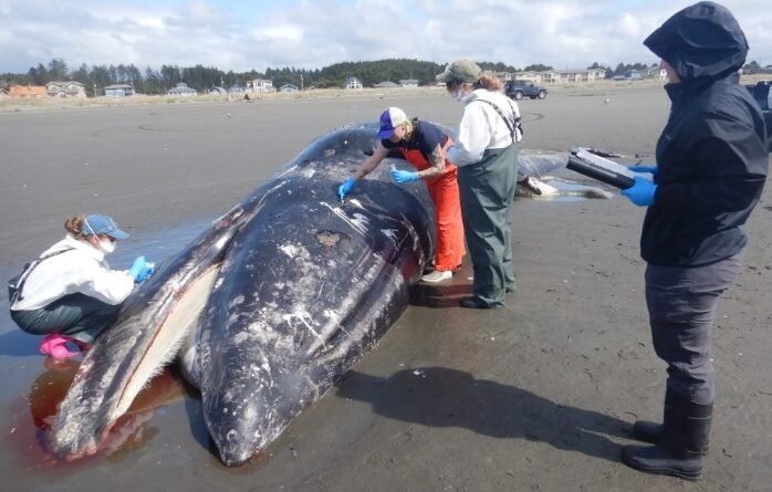 Malnourished Gray Whales in Eastern North Pacific Face Serious Decline as Strandings Surge on U.S. West Coast