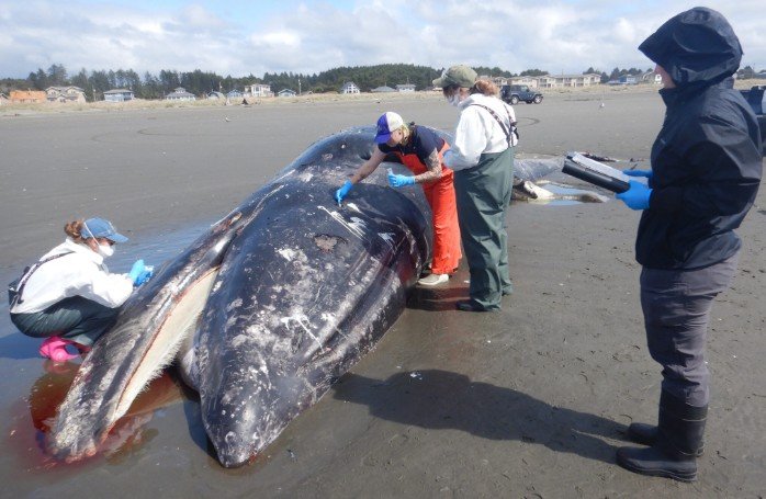 Malnourished Gray Whales in Eastern North Pacific Face Serious Decline as Strandings Surge on U.S. West Coast