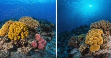 Side-by-side comparison of healthy coral reef within MPA and depleted reef outside protected area