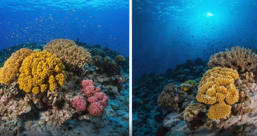Side-by-side comparison of healthy coral reef within MPA and depleted reef outside protected area