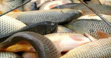 Azerbaijan Moves to Modernize Fisheries Sector with Digital Management and Scientific Quota System