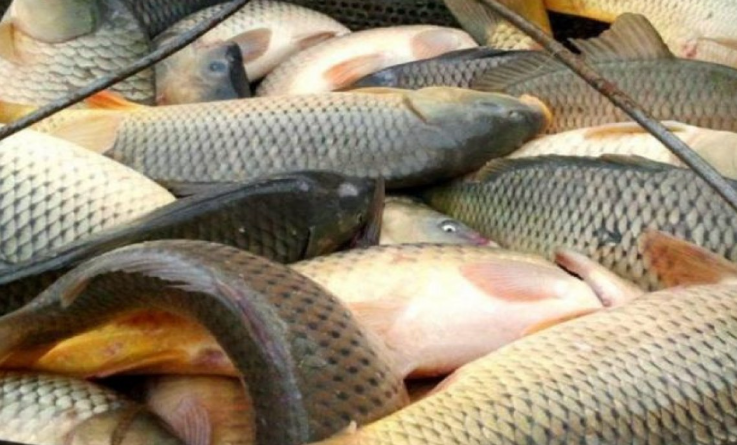 Azerbaijan Moves to Modernize Fisheries Sector with Digital Management and Scientific Quota System