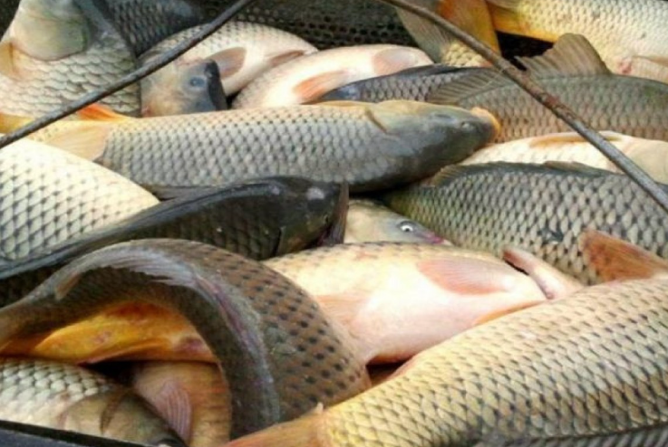 Azerbaijan Moves to Modernize Fisheries Sector with Digital Management and Scientific Quota System