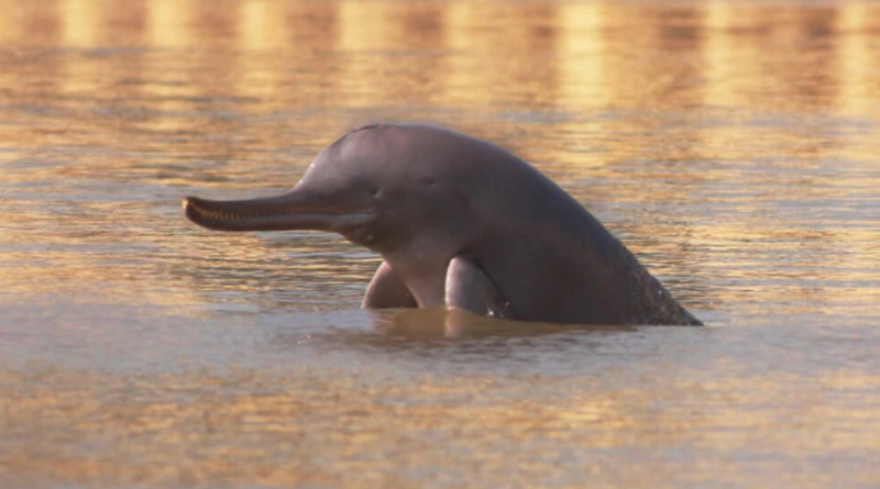 Indus Dolphin Wildlife Sanctuary Protection Area