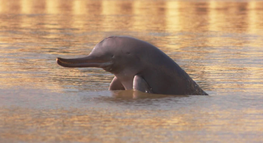 Punjab Declares Indus Dolphin Wildlife Sanctuary to Protect Endangered Freshwater Species