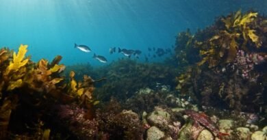 Maritime Minister Junaid Anwar Chaudhry Calls for Ocean Literacy to Strengthen Climate Resilience and Blue Economy Growth